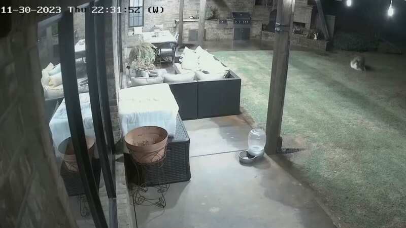 Amazing moment family cat saves terrified dog from pair of attacking coyotes