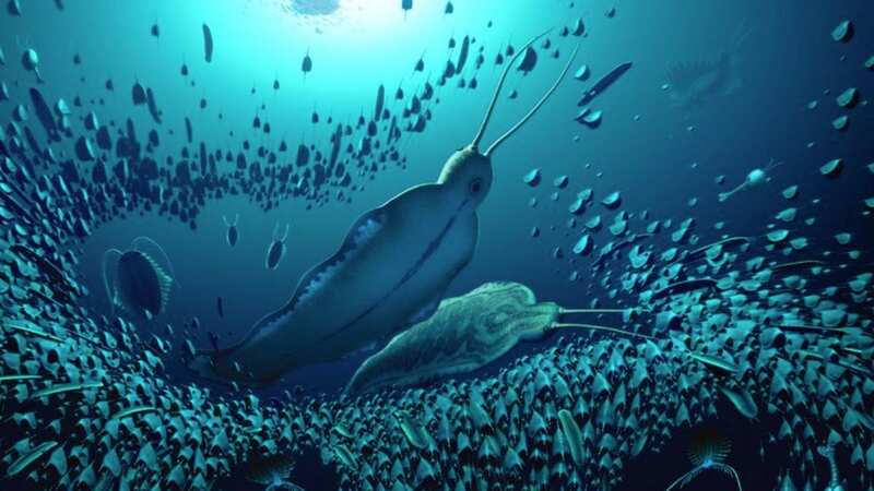 The Timorebestia had a distinct head with long antennae, fins on the sides of the body and massive jaw structures inside its mouth