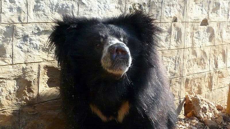Chitra lived a miserable life before she was saved by International Animal Rescue (Image: DAILY MIRROR)