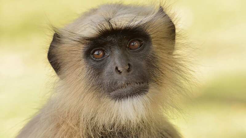 Residents of a UK village claim to have spotted a spectacled langur (stock image) (Image: Getty Images/imageBROKER RF)
