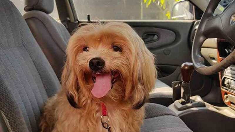Siggy one day after being rescued by Lionel Keith Vytialingam (Image: Facebook)