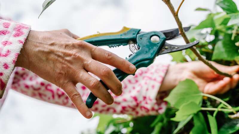 The Royal Horticultural Society has revealed the four plants you should prune in the winter (Image: Getty Images/Cavan Images RF)