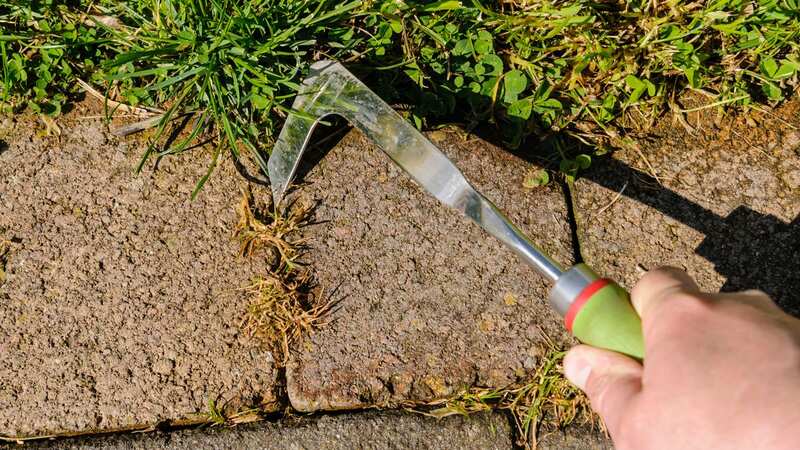 Weeds can be a big problem all year round (Image: Getty Images/iStockphoto)