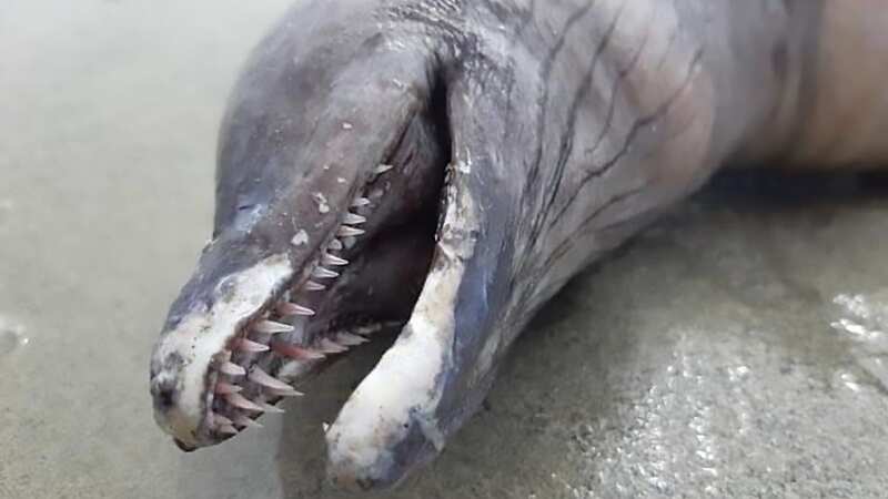 The animal had no eyes and couldn
