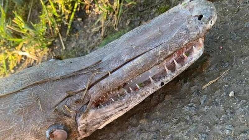 The creature looks terrifying (Image: WalesOnline/ WS)