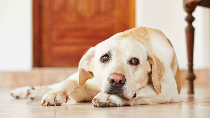 Vet shares how dogs react in final moments including looking for owners (stock image) (Image: Getty Images/iStockphoto)
