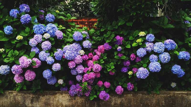Gardener says your hydrangeas will grow 