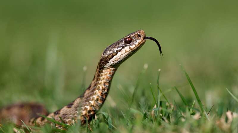 A snake isn