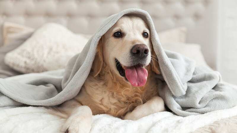 There are many reasons that dogs may not be able to take part in daily walks - but here
