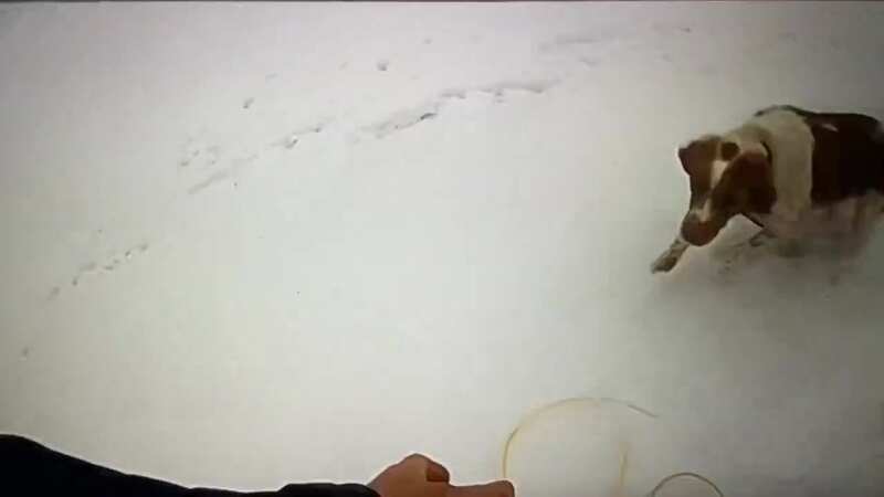 Hero dog pulls owner to safety after falling through ice on famous lake