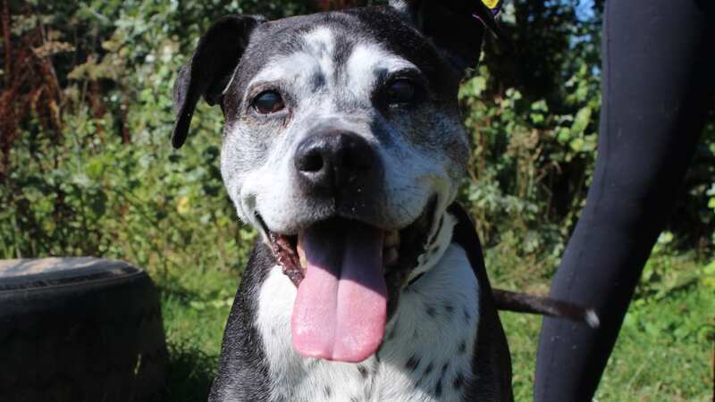 Ty ended up at Dogs Trust in 2022; then aged 22, the team believed he was the oldest dog they