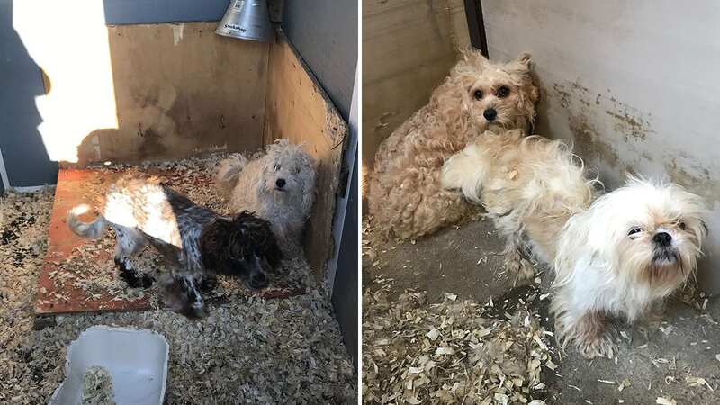 One of the puppies that were recovered during an RSPCA raid (Image: RSPCA / SWNS)