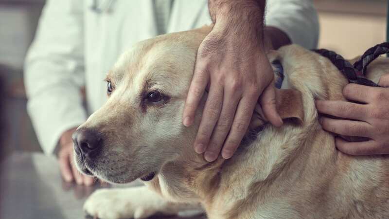 Max the dog had a special place where he liked to rest [stock image] (Image: No credit)