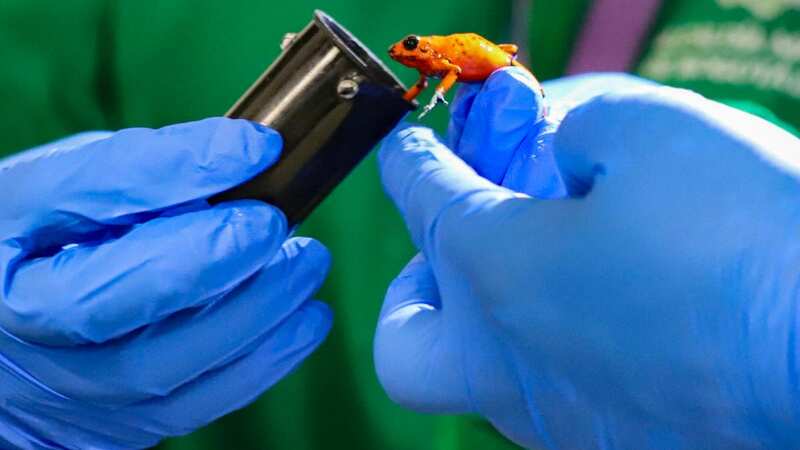 The frogs were found inside film cannisters in the woman