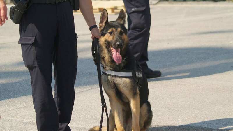 Sniffer dogs are being brought into a Norwich school (Image: Getty Images)