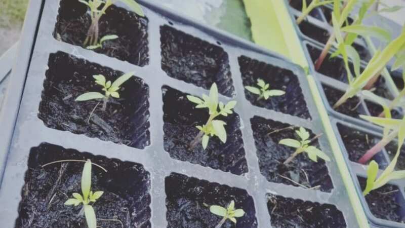 Find out exactly what you can grow in January