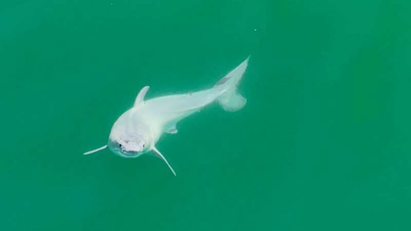 The newborn shark was completely white - with two possible explanations behind why (Image: CarlosGauna/TheMalibuArtist/SWNS)