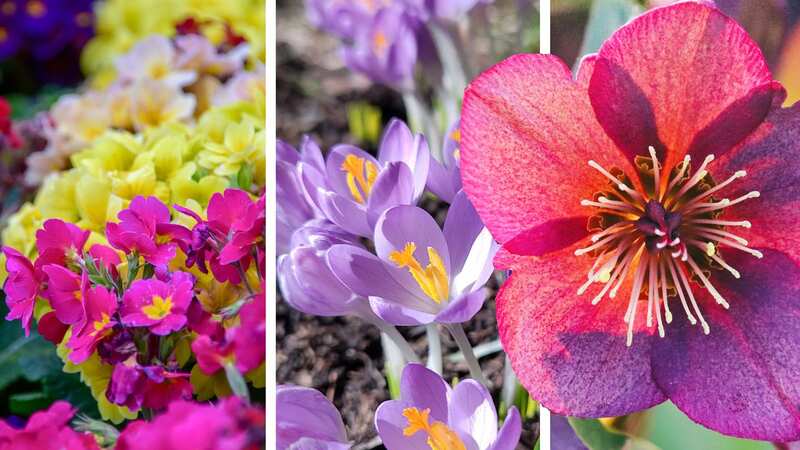 These beauties will liven up any garden in February! From left are primroses, crocuses and a hellebore, or Lenton rose. (Image: Getty)