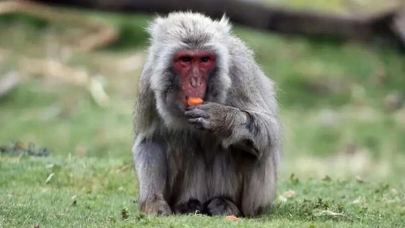 Missing monkey is found after five days on the run since escaping enclosure