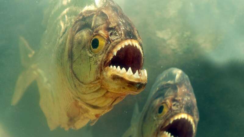 Piranhas are able to strip their prey to its skeleton in seconds (Image: Getty Images)