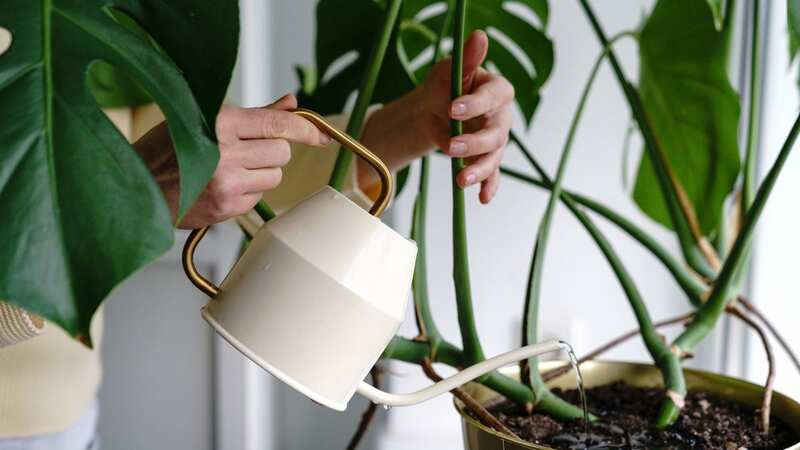 Houseplants have heaps of health benefits (stock photo) (Image: Getty Images/EyeEm)