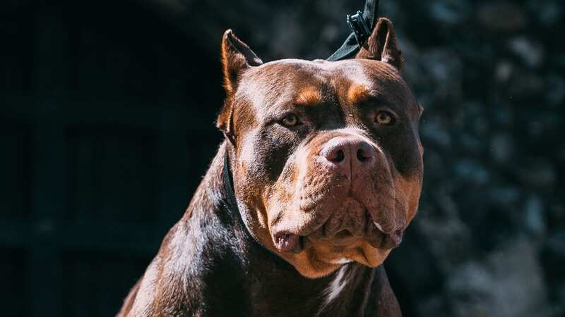 The breed has boomed in popularity in the UK since lockdown (Image: Shutterstock / BAUER Alexandre)