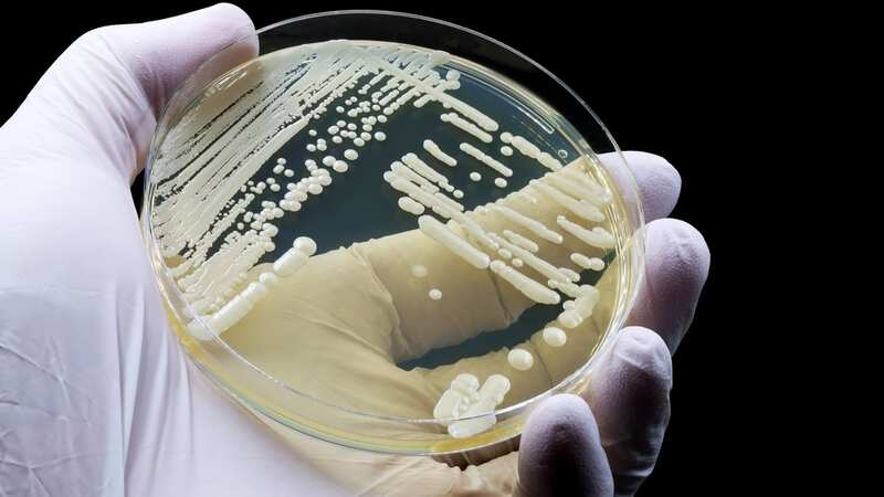 Candida auris was first identified 15 years ago