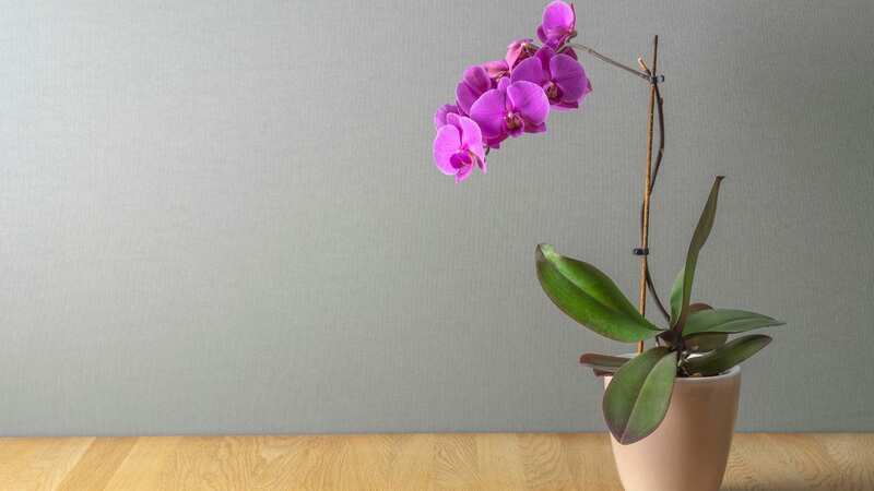 There are two common methods of watering plants you should avoid when it comes to orchids (Stock photo) (Image: Getty Images/iStockphoto)