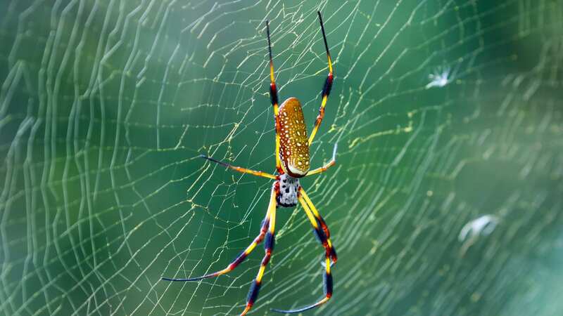 Grace encountered the terrifying spiders (Image: Getty Images)
