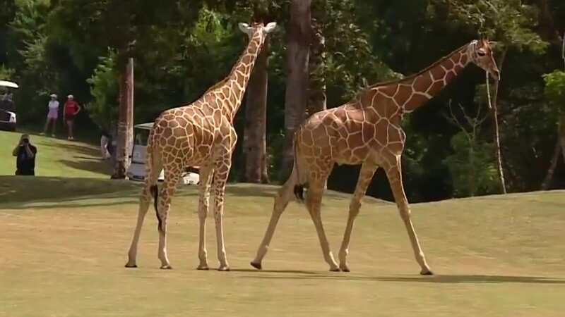 Giraffes made an appearance at the Ladies European Tour’s Magical Kenya Ladies Open (Image: Sky Sports)