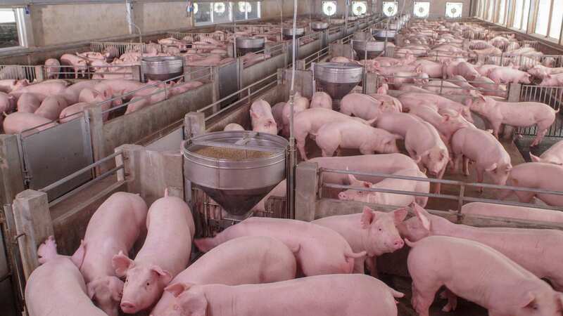World Health Organisation officials confirmed a new case of swine-origin influenza A (stock image) (Image: Getty Images/iStockphoto)
