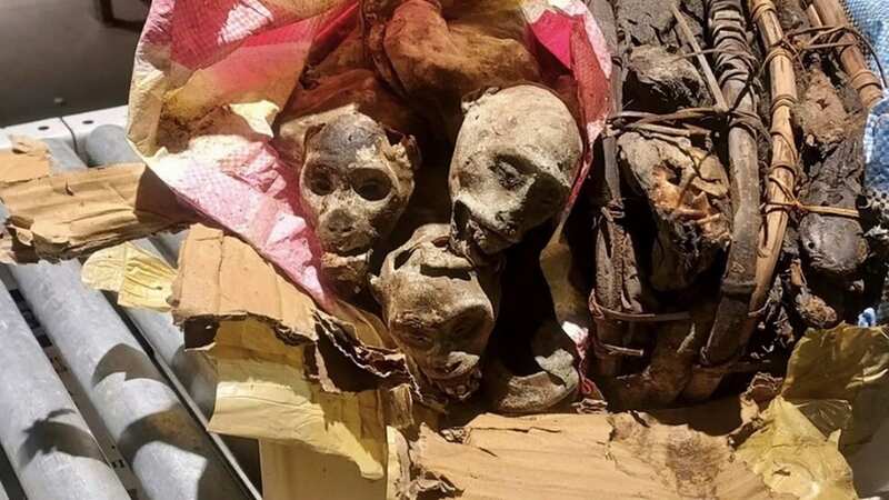 The mummified monkeys were found at Boston Logan airport (Image: Customs and Border Protection)