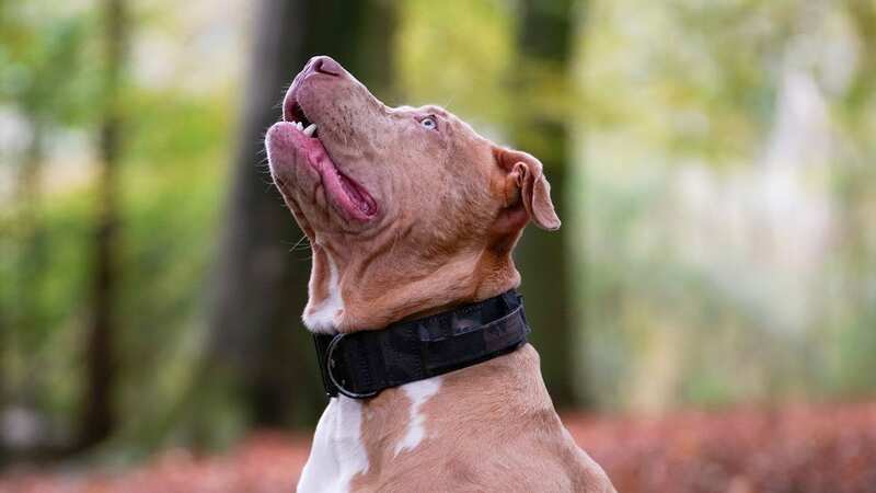 The XL Bully dogs were said to be completely out of control during the incident (Image: Getty Images)