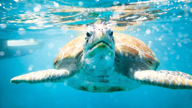 Turtle shells are a lot more complex than we think (Image: Getty Images)
