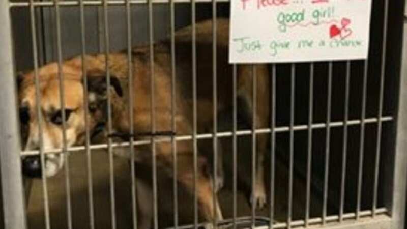 She kept being overlooked by all potential owners (Image: Bill Nowicki Sr./Facebook)
