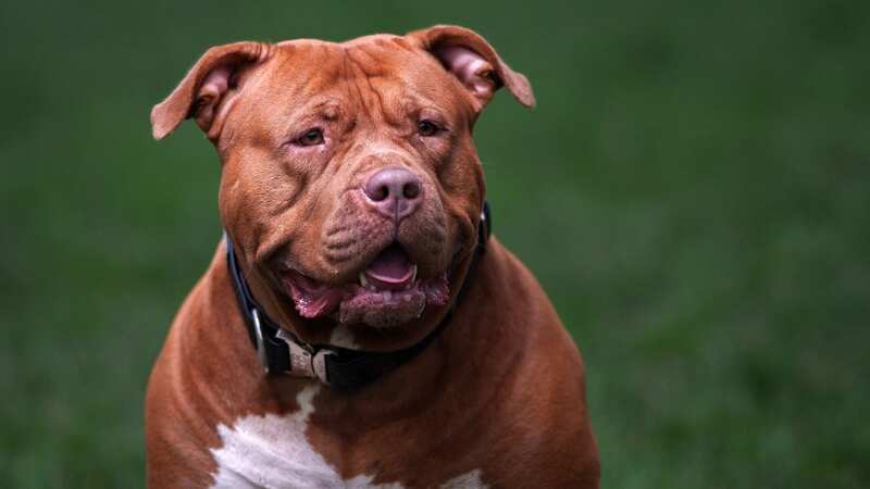 XL Bullies are now banned, but figures show the plummet in sales last year amidst bad headlines (Image: Getty Images)