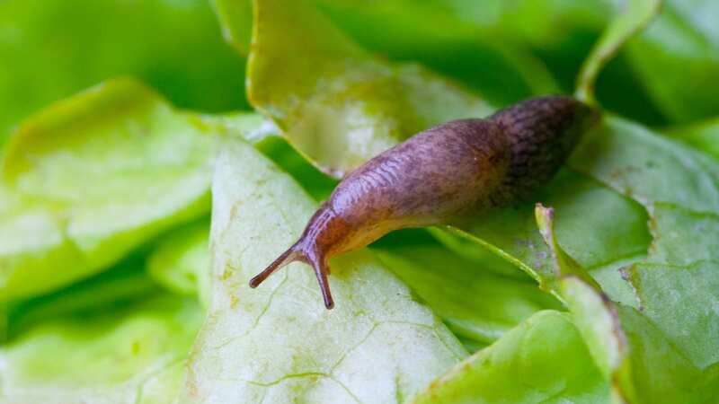 Slugs are known for munching on plants (stock photo) (Image: Getty Images/iStockphoto)