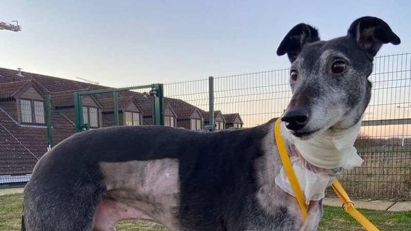 Dylan the greyhound was rushed to London for life-saving treatment after contracting Alabama Rot (Image: chroniclelive)