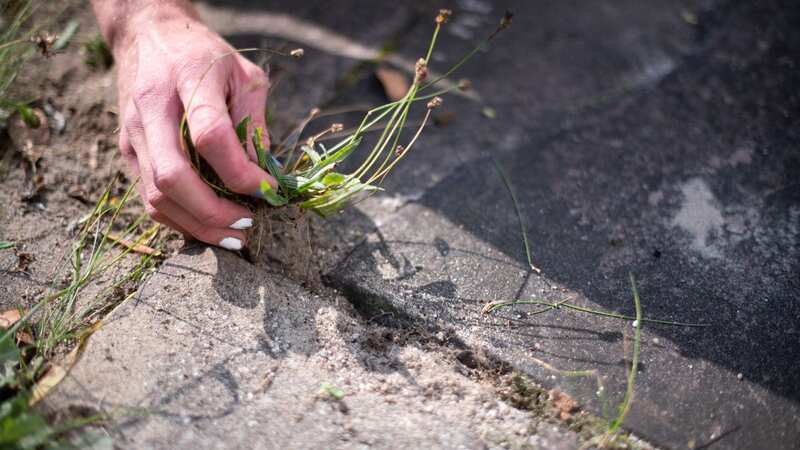 Weed killer hack is pet friendly (Stock Photo) (Image: Getty Images)