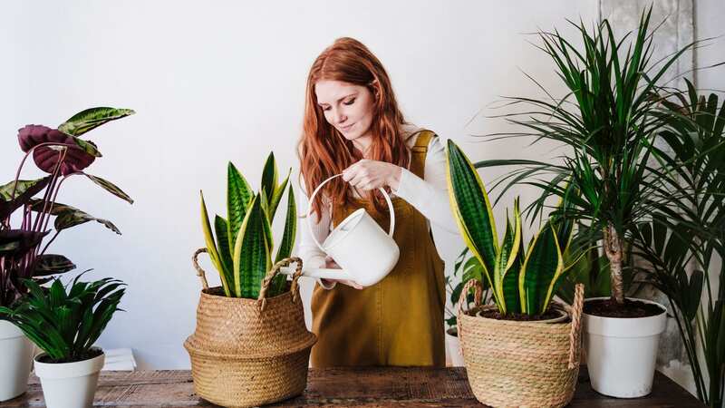 She advised that many plant hacks on TikTok can do more harm than good (stock photo) (Image: scu)