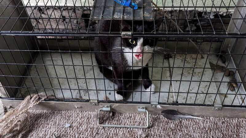 Felix, the four-year-old female, black and white cat (Image: RSPCA/SWNS)