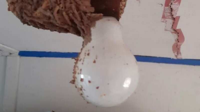 She found it on the ceiling of her laundry room (Image: Facebook)