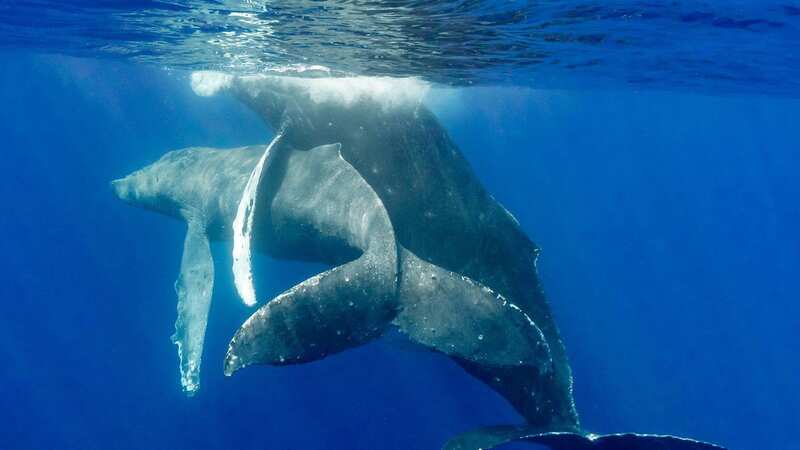 The magnificant sight was caught on camera off the coast of Hawaii (Image: Lyle Krannichfeld/Brandi Romano SWNS)