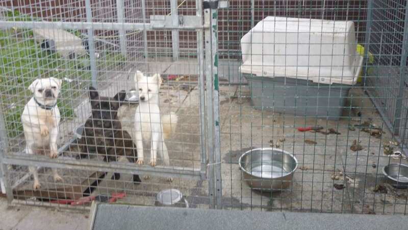 Members of the McDonagh family from Newport were caught running a massive puppy scam (Image: MEDIA WALES)
