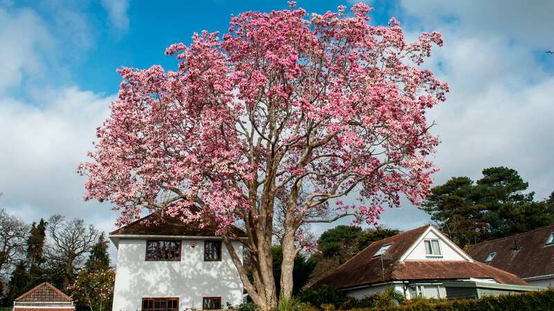 Anger as Britain’s ‘tallest’ magnolia tree is suddenly slashed to the ground