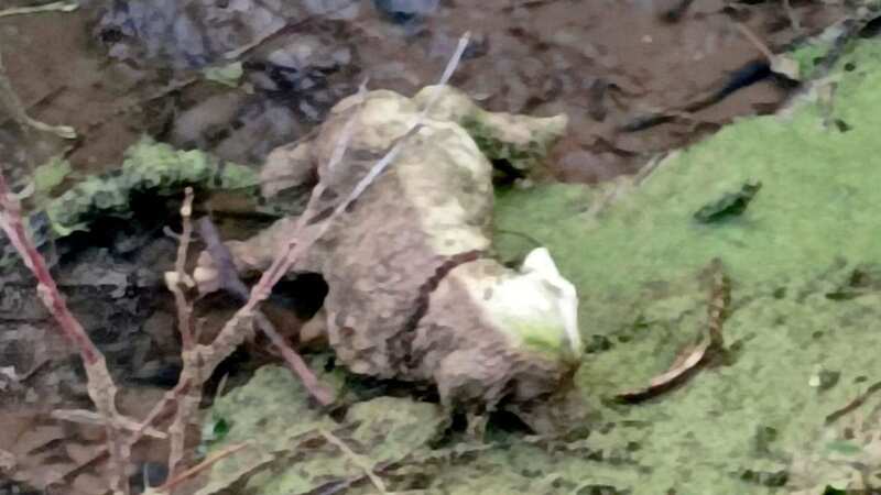 Animal rescue volunteers raced to save a stricken dog trapped in a ditch but had quite a surprise (Image: Cleethorpes Wildlife Rescue/SWNS)