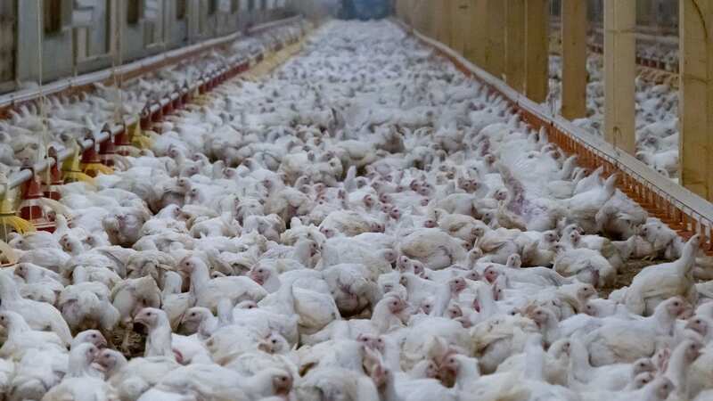 Chickens at one of the three intensive chicken farms in Lincolnshire supplying the Co-op (Image: PA Media)