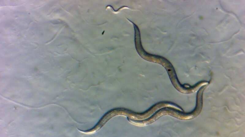 Worms collected in the Chornobyl Exclusion Zone (Image: Sophia Tintori/NYU/SWNS)