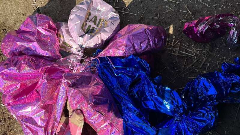 The balloons were pulled from the sheep after it choked to death on them (Image: YORKSHIRE LIVE/MEN MEDIA)