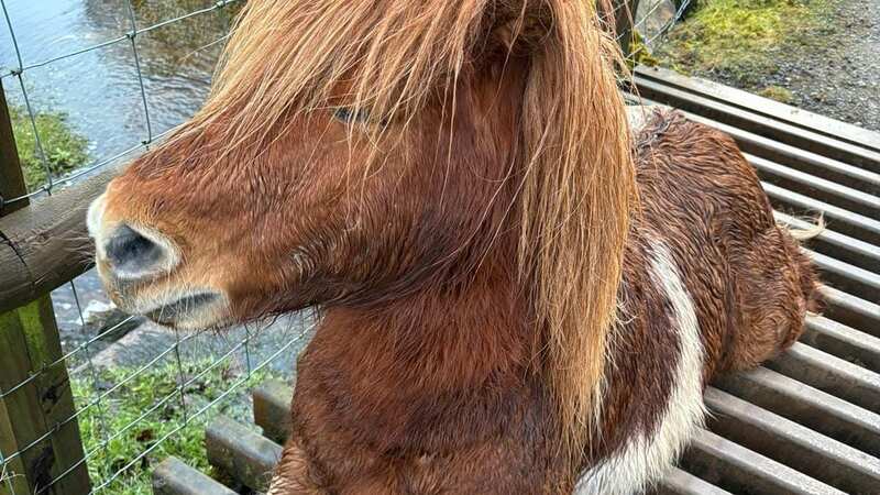 A Shetland pony who was stuck in a cattle grid has been rescued by fire service (Image: Mid and West Wales Fire and Rescue Service/SWNS)
